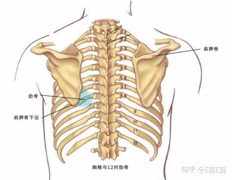 诊断学-体格检查-胸部检查：胸部的体表标记 - 知乎