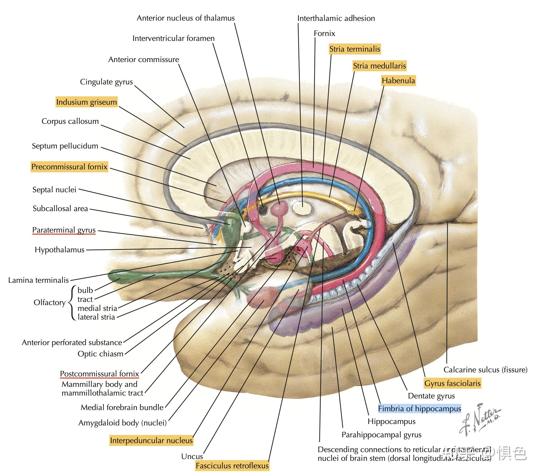 papez回路海马环路