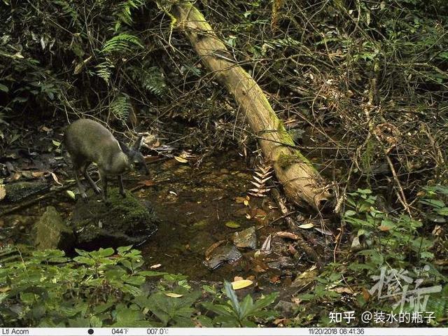 哀牢山失联图片