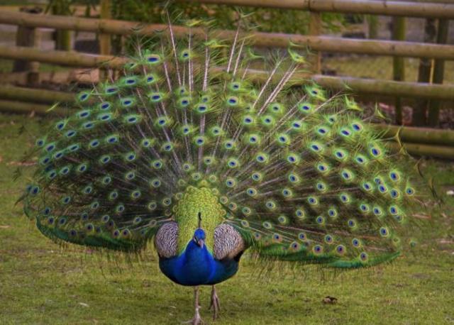 特种养殖篇 如何饲养一只孔雀 知乎