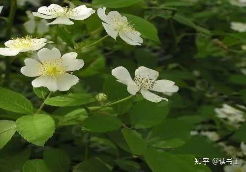 《东阳观酴醾》宋代:陆游福州正月把离杯,已见酴醾压架开.