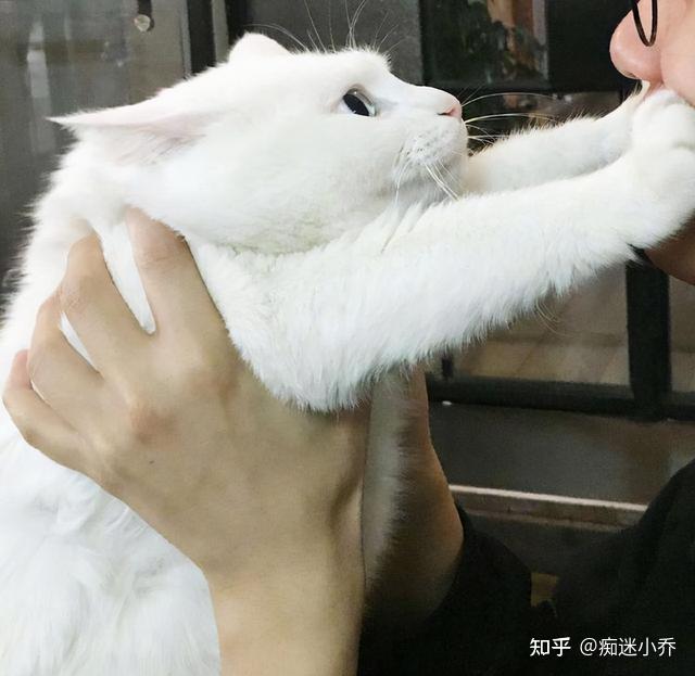 被猫咪拒绝"亲吻",不用伤心,因为它是有原因的