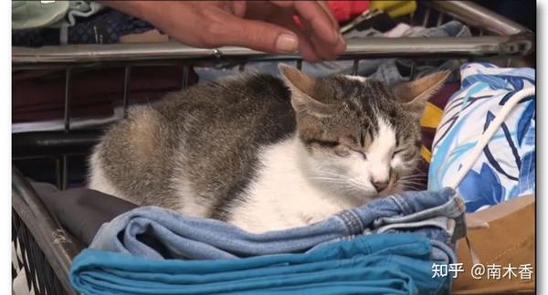 日本男子在土耳其杀猫吃被逮捕 称这是日本习俗 结果日网民炸了 知乎