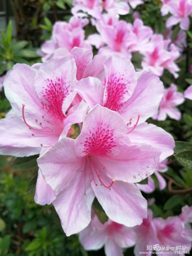 花花世界粉色杜鹃这般清丽优雅