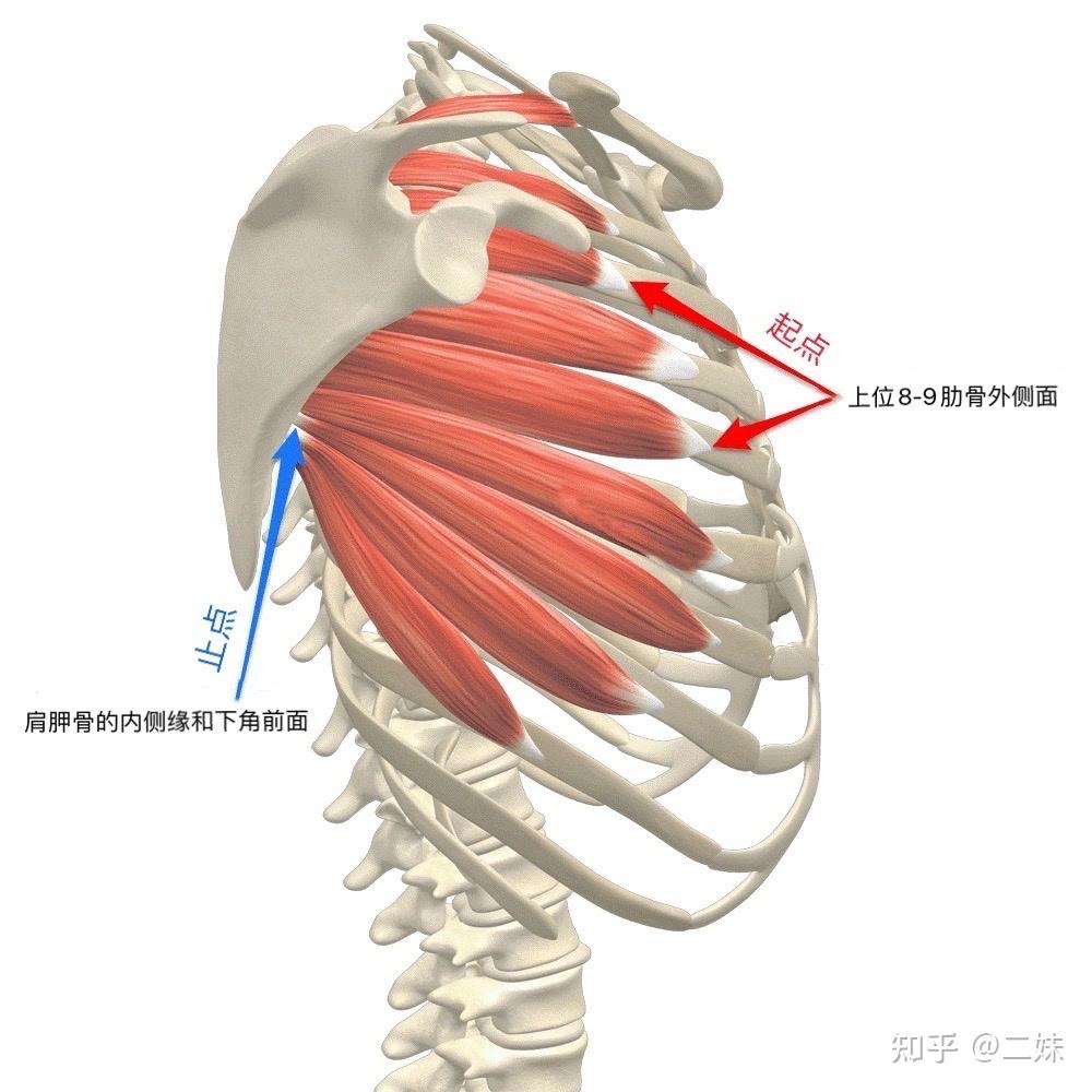 一天一点解剖学人体躯干肌群胸肌