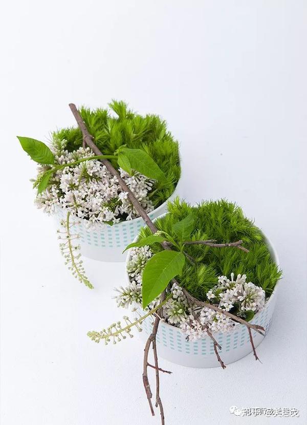 绿石竹初夏的首先花材毛茸茸绿色花头憨态可掬自带清新感