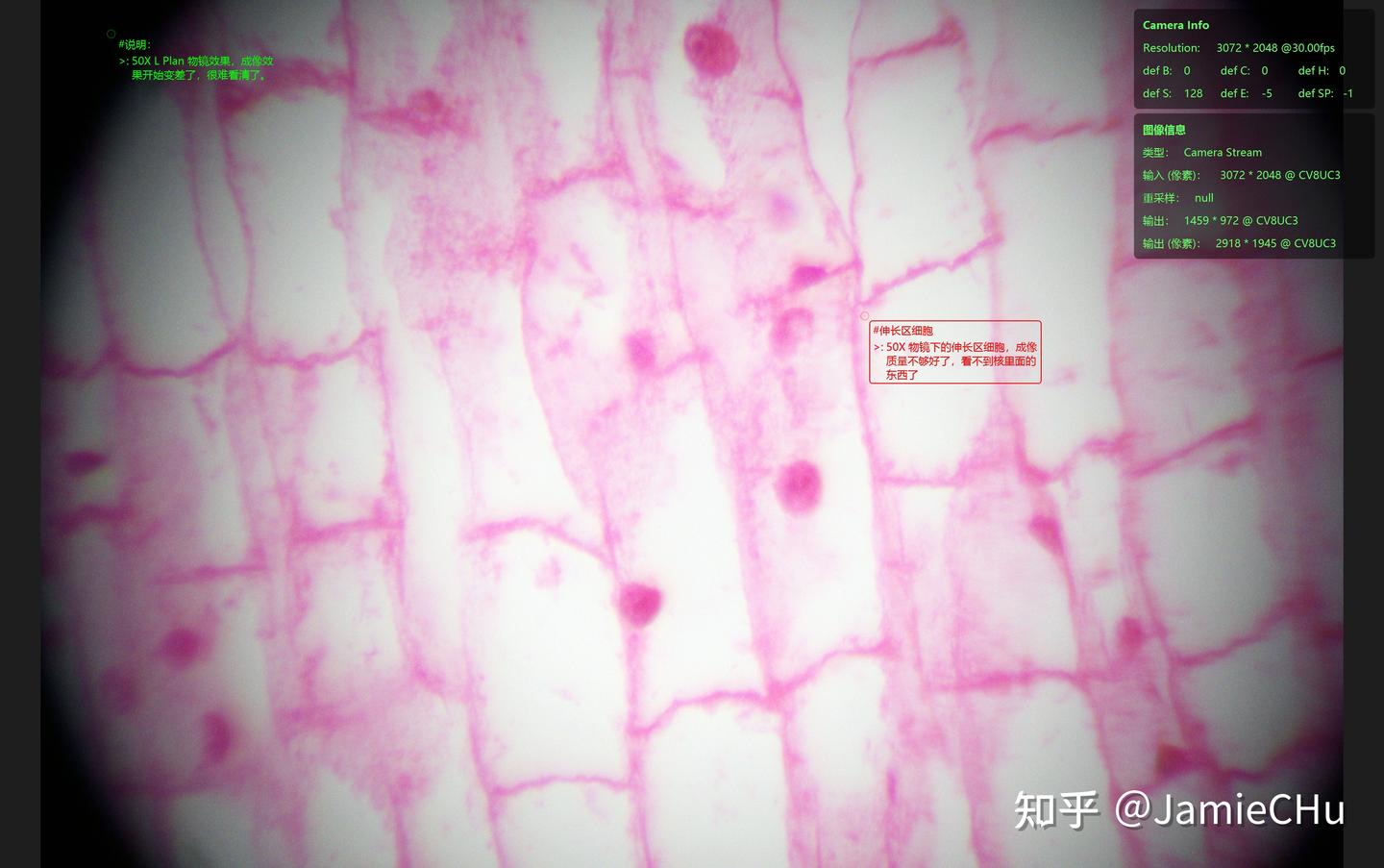 显微观察-实操看一组植物根尖纵切 - 知乎