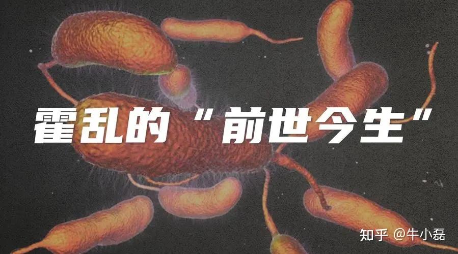 一分钟,带你了解什么是霍乱! - 知乎
