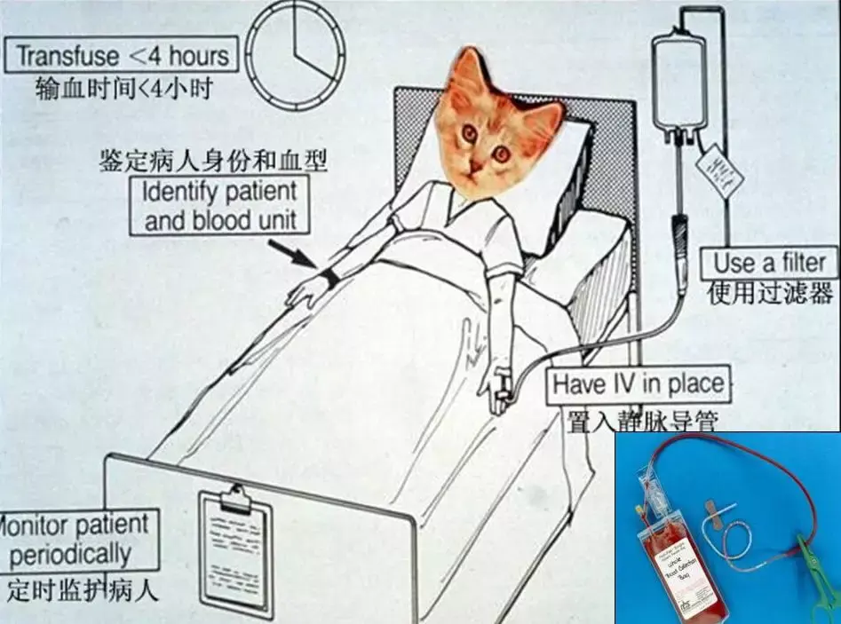 猫咪献血输血有要求?10个基础问题答疑 - 知乎