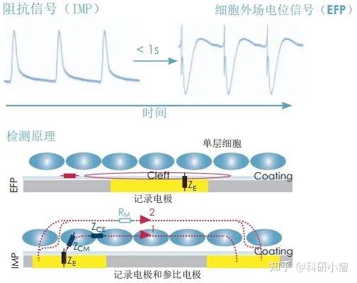 电生理研究难?想要全自动技术看过来 - 知乎