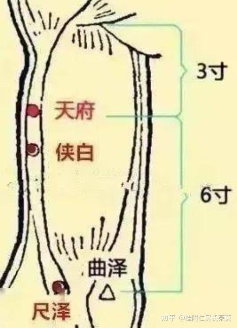 天府穴——鼻血克星 - 知乎