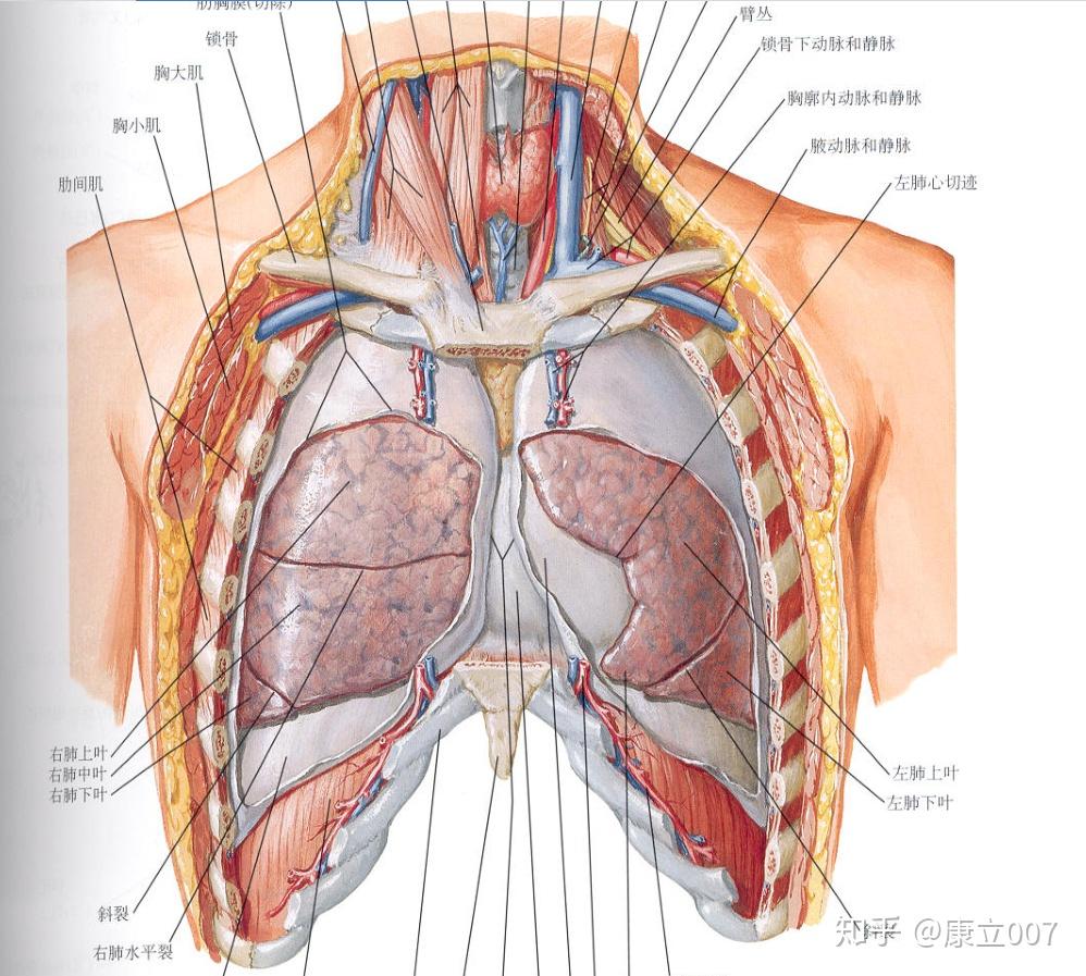 成人的胸腺的位置具体到对应着哪些骨性标志器官等等