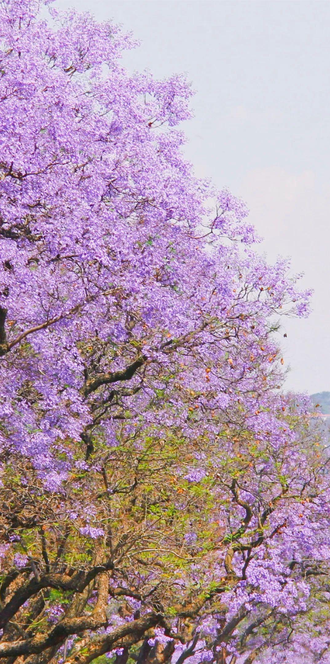 壁纸浪漫紫色系蓝楹花合集