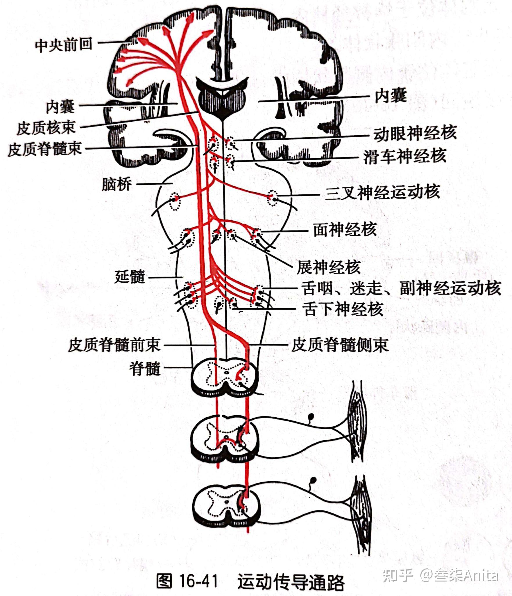 运动传导通路躯体感觉(左边)与运动(右边)的定位脑叶的运动与感觉中枢