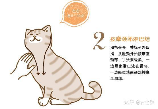 有的猫一辈子都讨厌被抱 如何撸猫才能让猫主子满意 知乎