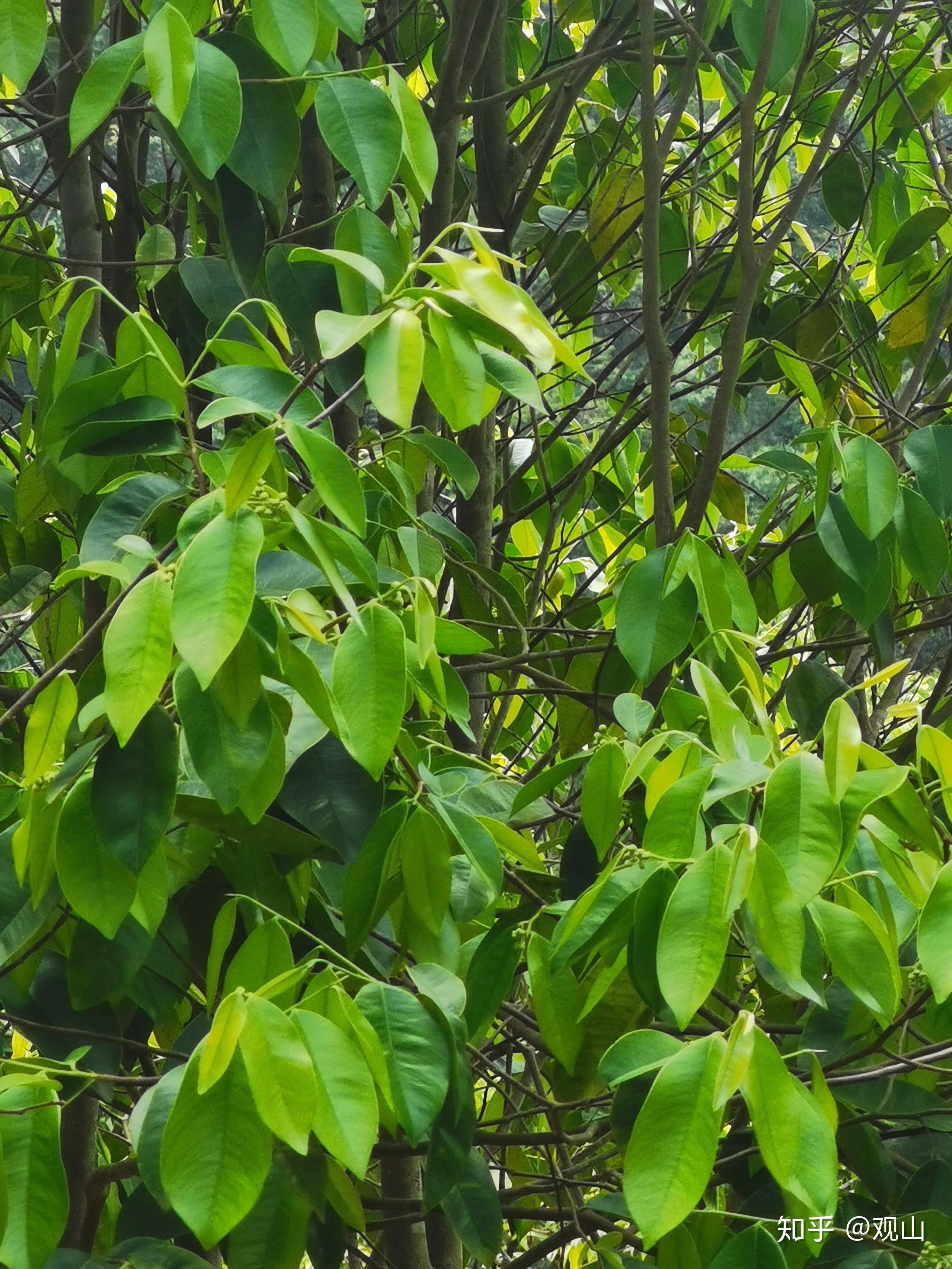 沉香樹花蕾沉香樹葉一般4月可以採摘,取其青嫩之樹