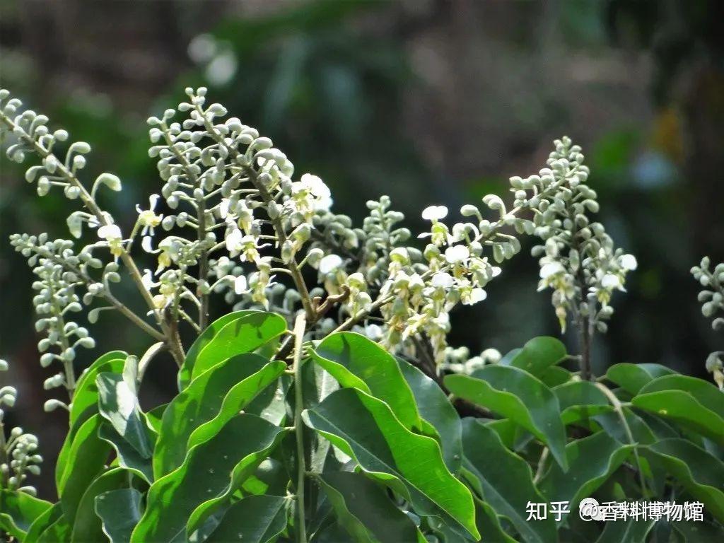 美洲恩物香脂木豆吐鲁香脂秘鲁香脂