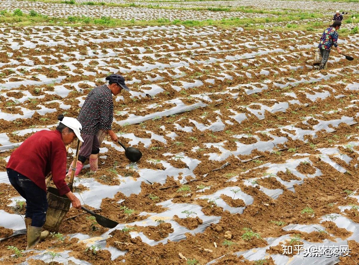 農村土地流轉也有補貼農民辛苦種地不如輕鬆拿筆錢