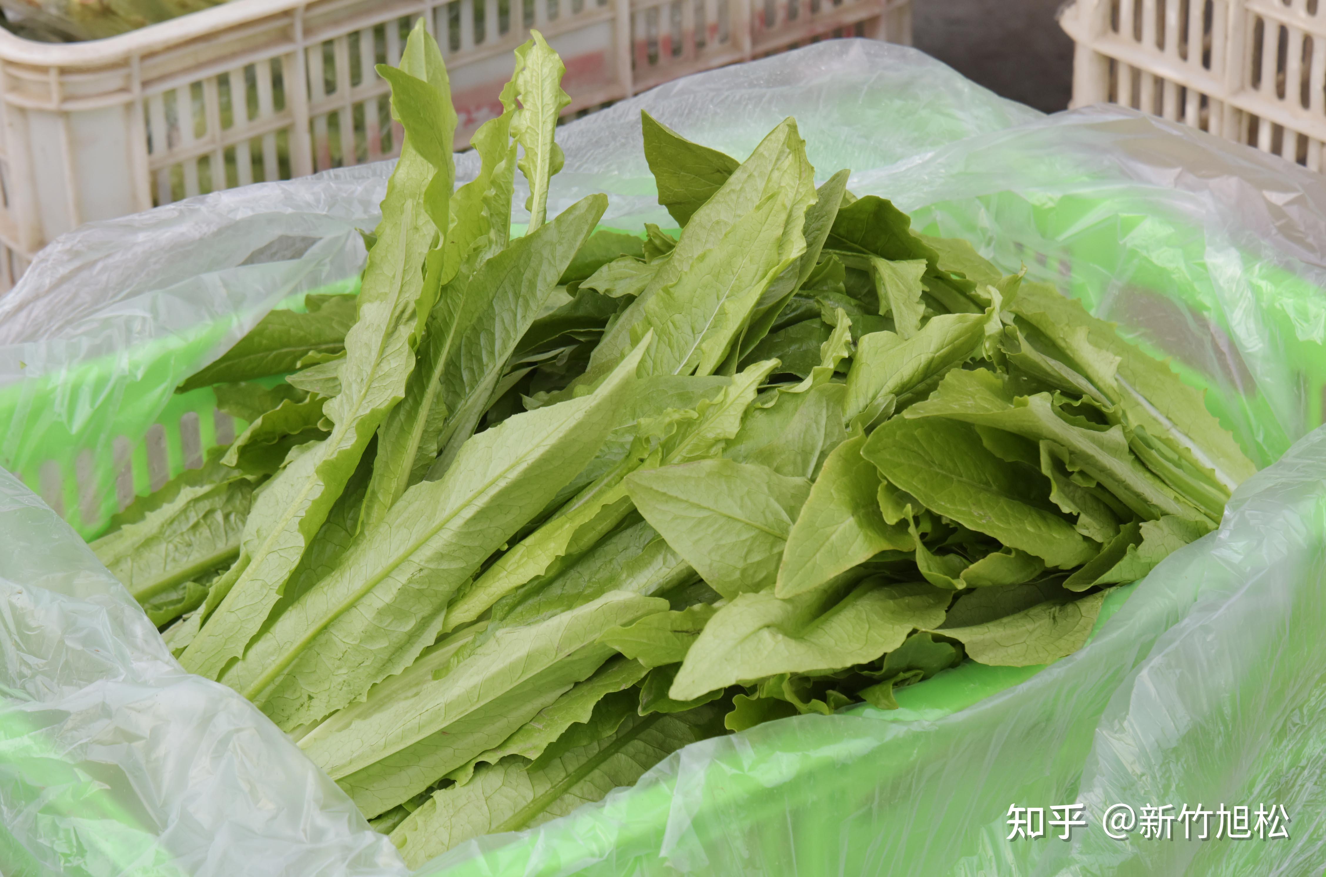 给首都冬季菜篮子增绿添彩的水叶菜