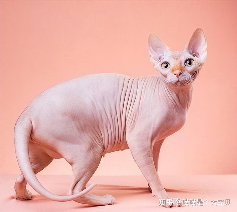 二,斯芬克斯猫--无毛猫