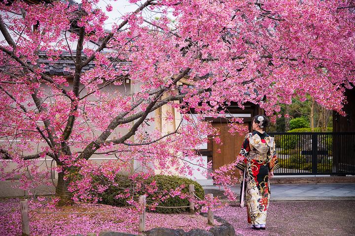 19年1月到5月 6条日本樱花线路让你一次看个够 知乎 19年1月到5月 6条日本樱花线路让你一次看个够 知乎