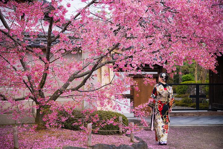 19年1月到5月 6条日本樱花线路让你一次看个够 知乎