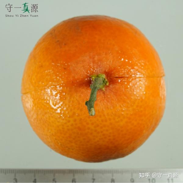深入浅出聊枳实、枳壳之前生 - 知乎