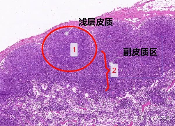 组胚实验图《免疫系统》