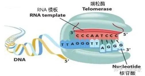 对衰老与“永生”的探索:端粒酶与端粒DNA
