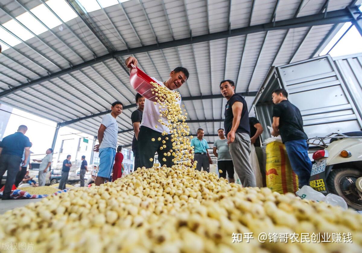 我很迷茫不想出去打工农村农民创业有什么好项目