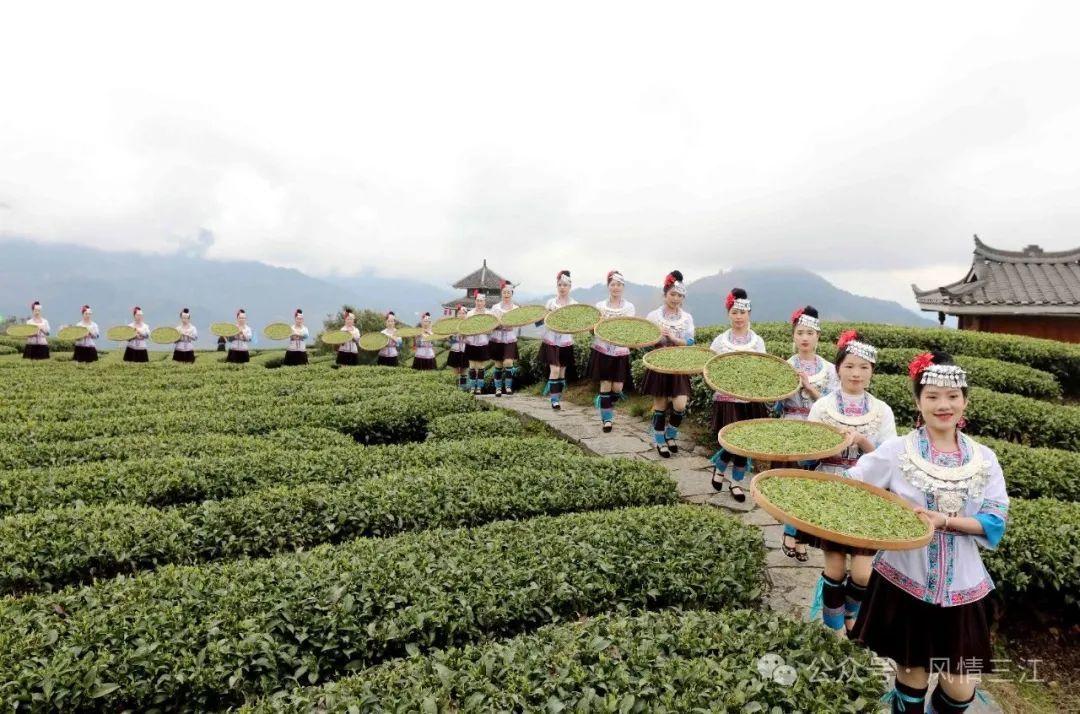 云雾出好茶"的优越自然环境,茶叶种植历史和侗族打油茶文化源远流长