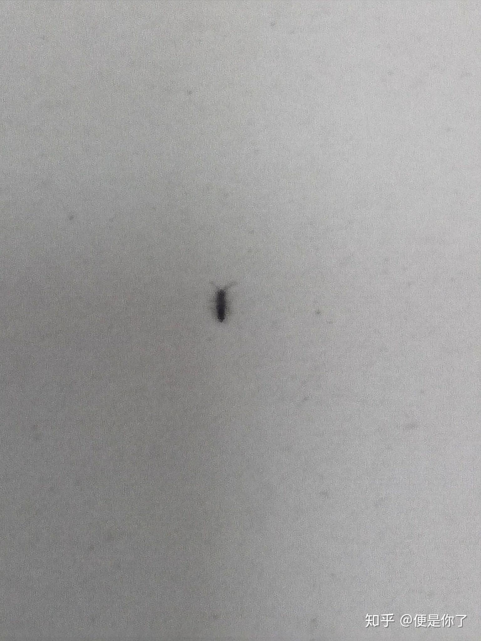 家里最近出了一些小黑虫子，请帮忙解答是什么_百度知道