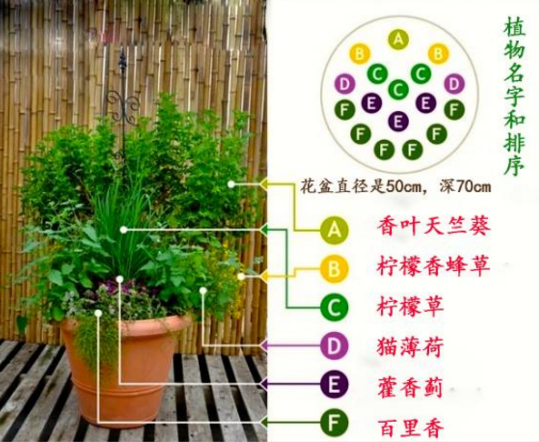 谁说一个盆只能养一种植物 这些组合盆栽就很好看 知乎