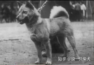 谁说柴犬就是日本土狗 请先来看看这篇文章 知乎