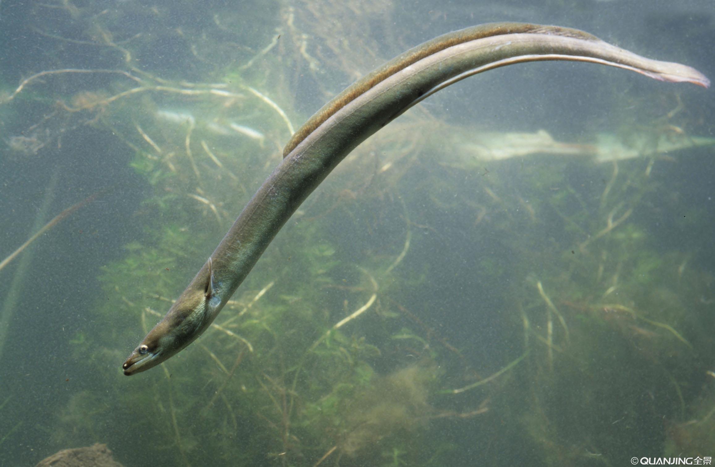 巨型海鳗（Gymnothorax javanicus）高清摄影大图-千库网