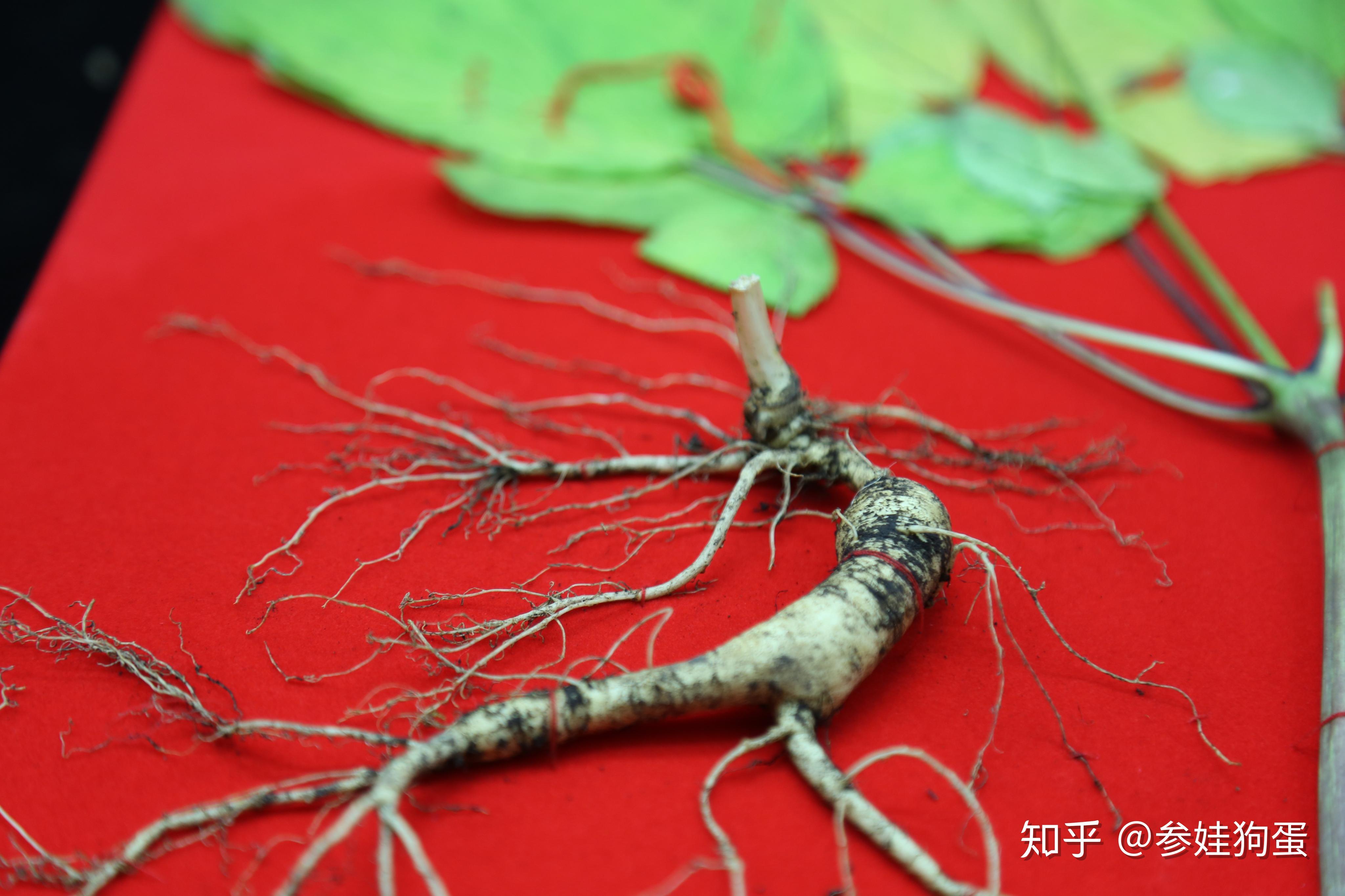 野生人参和种植人参 v2-f4570d299a7f9de3c9056073e92bc29e_r.jpg
