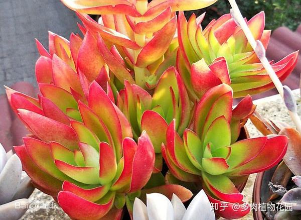 生命力强大的九种多肉植物 新手入门备的几个品种 知乎