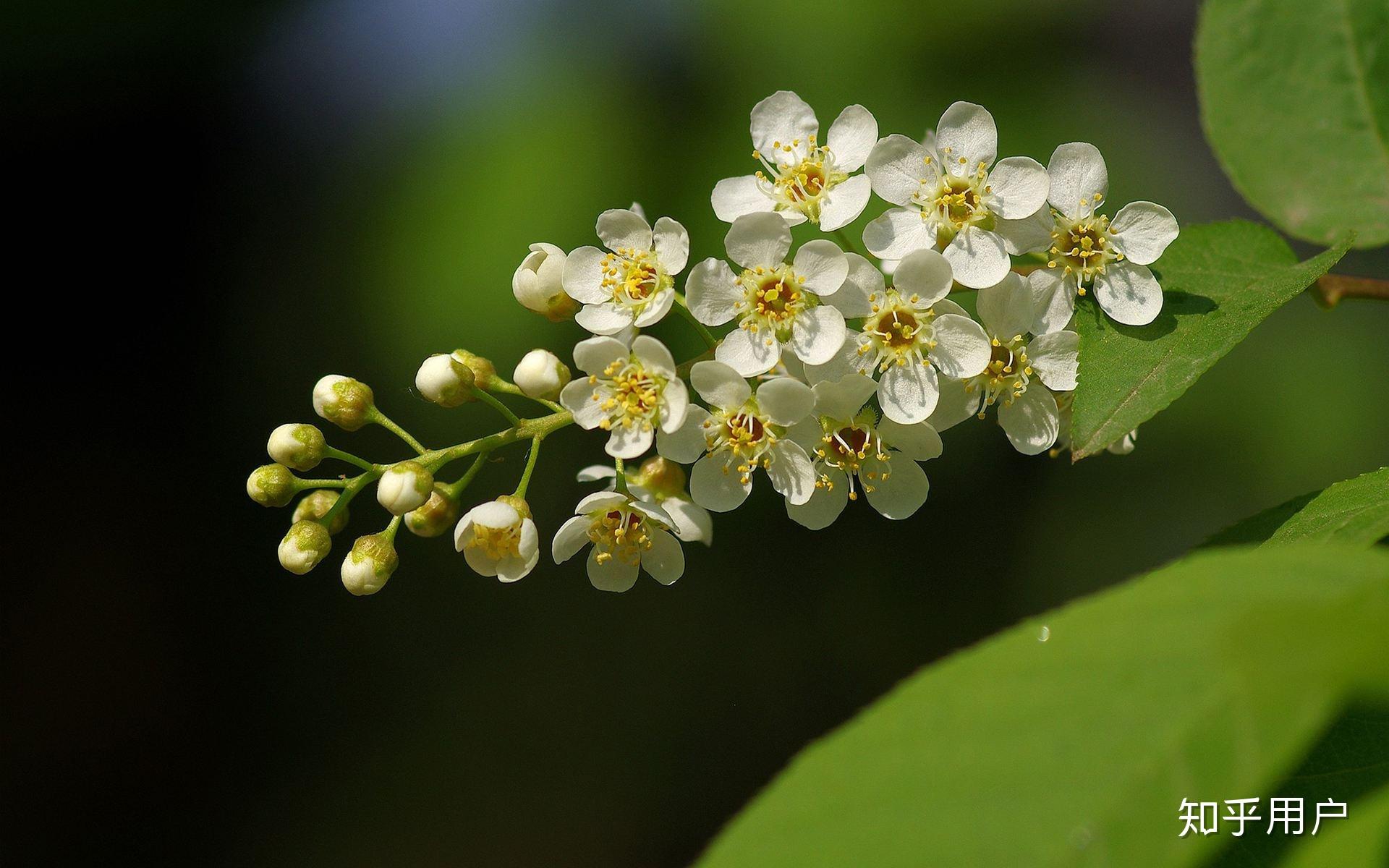 请问这是什么花