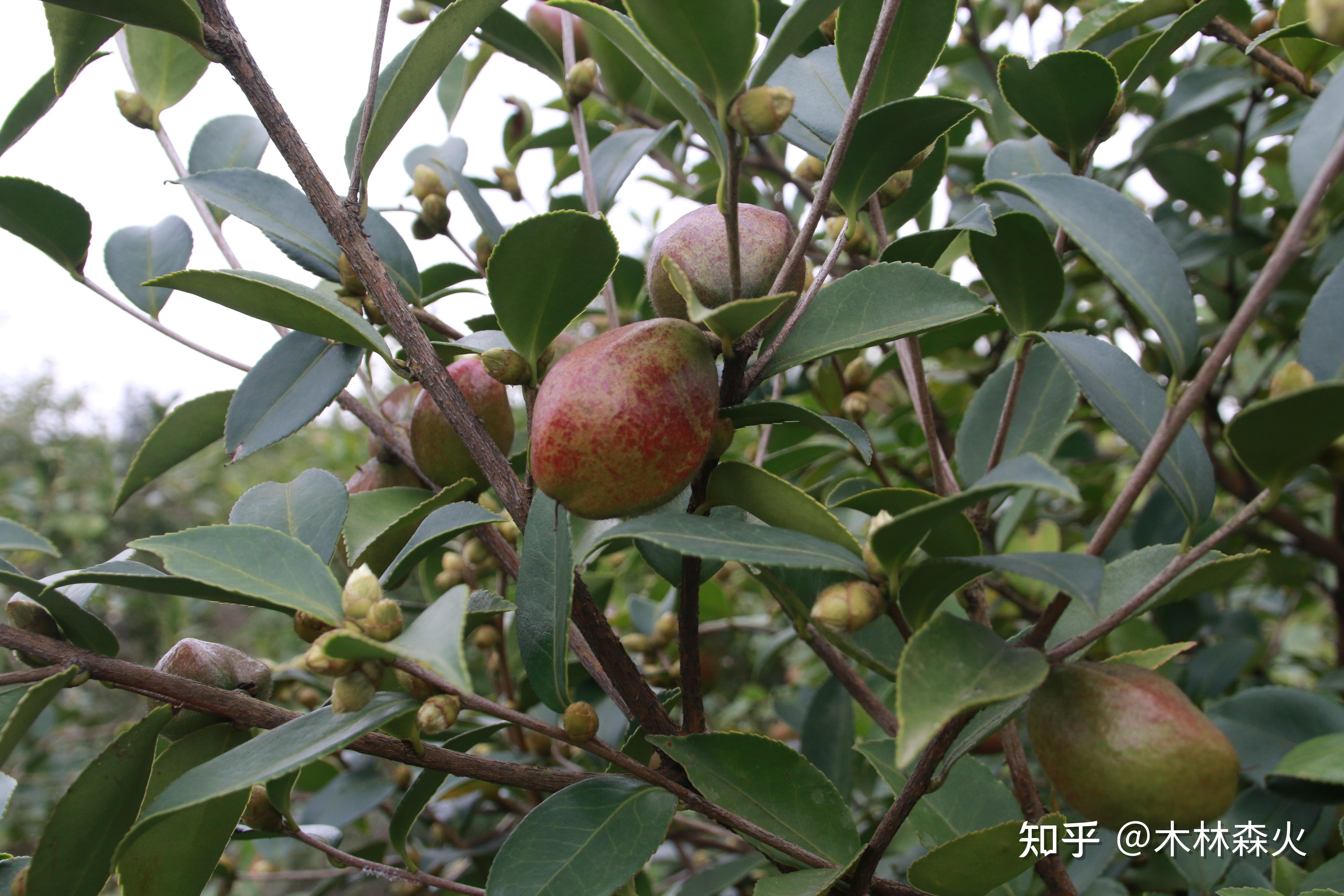 油茶的分享油茶花油茶果茶油山茶油分享