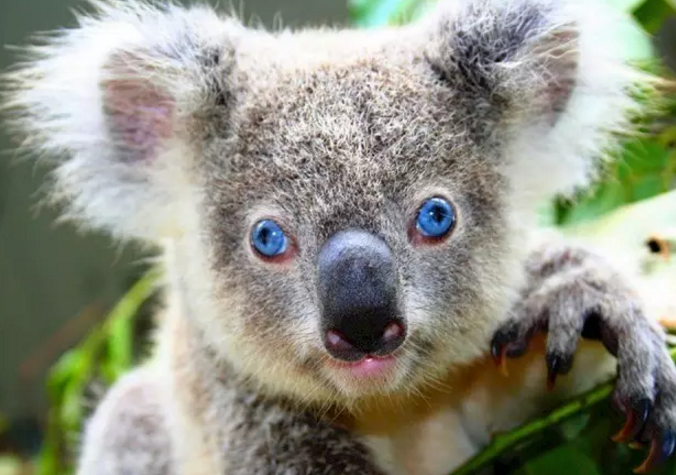 考拉怎么没了 v2-f48748cfa5e53408f1767286de14bce1_r.jpg