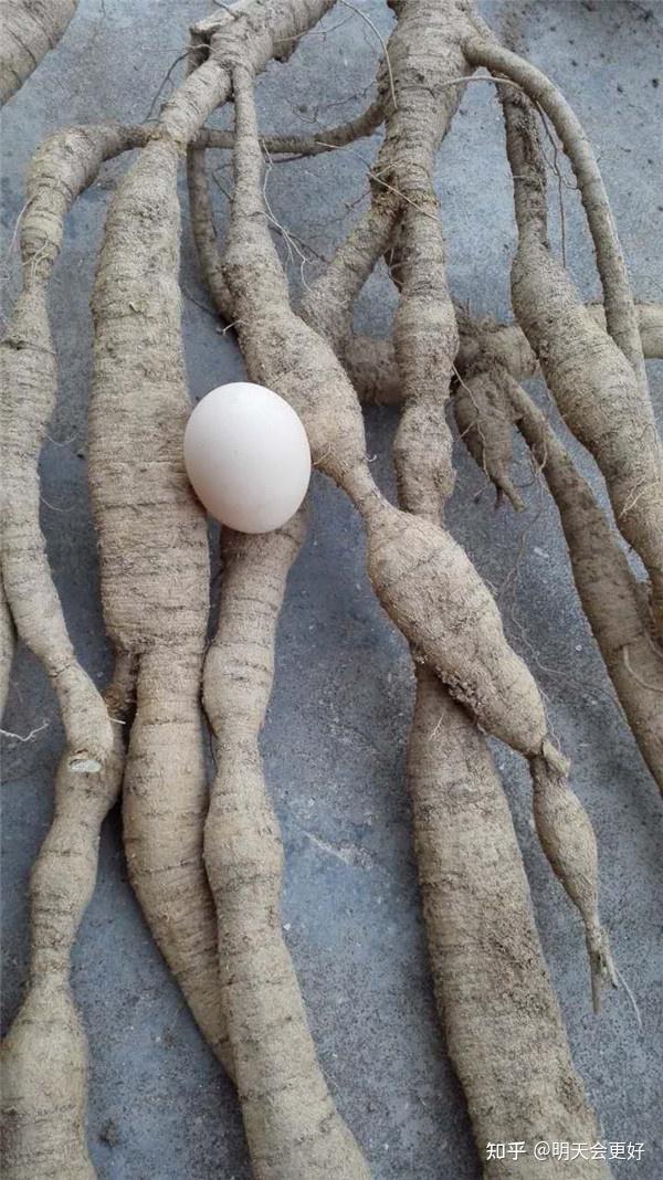 使用植物非试管高效快繁技术快繁美丽崖豆藤