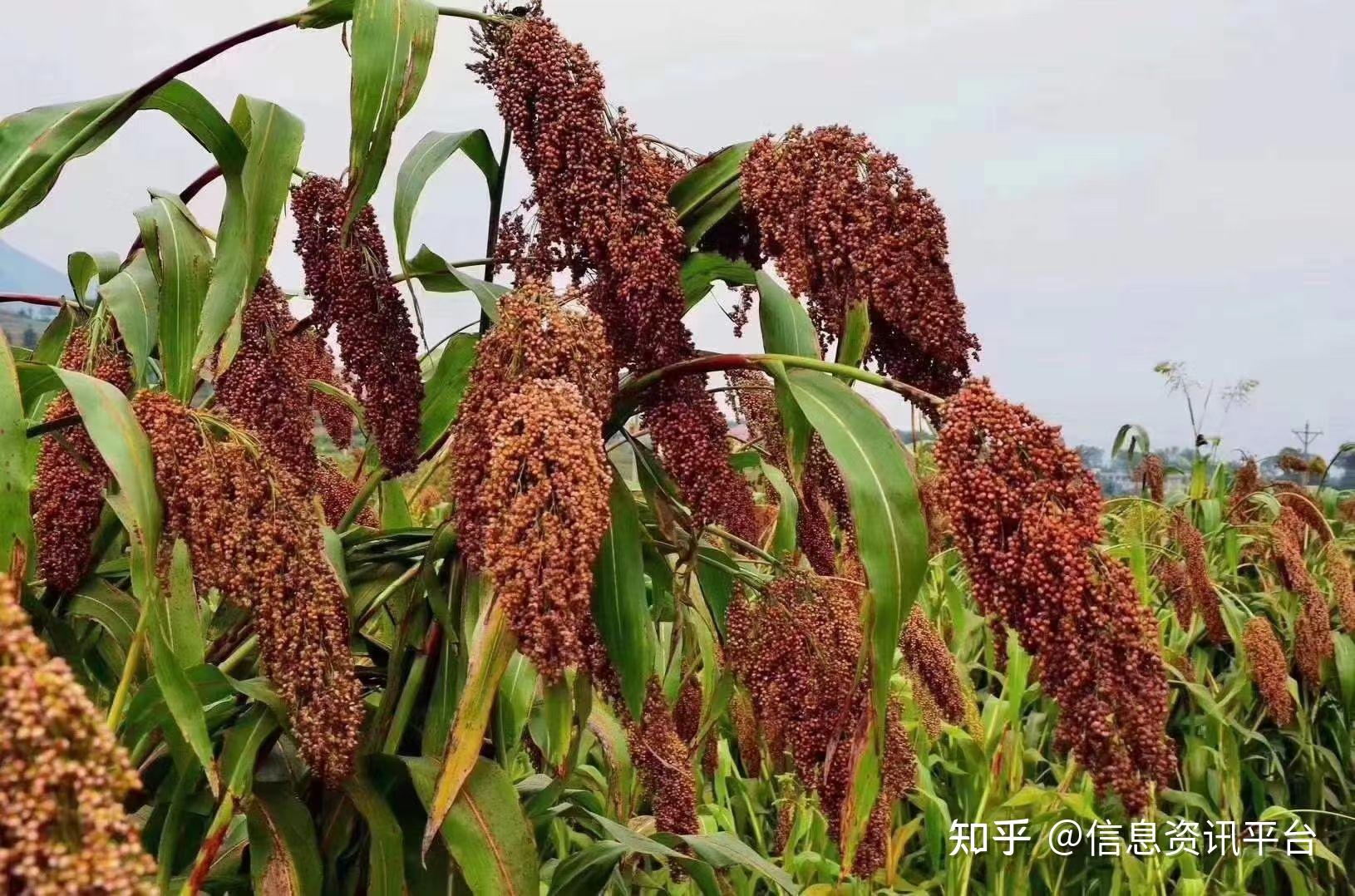 新华社杨兆波诗歌红高粱熟了