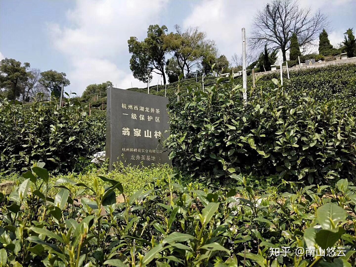 翁家山村盛产狮峰龙井,位于西湖西南群山之中,地处西湖龙井茶产区狮