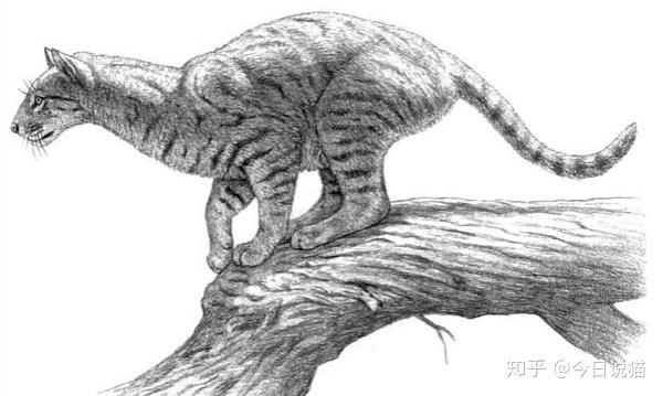 惊叹猫的祖先竟然是熊猫