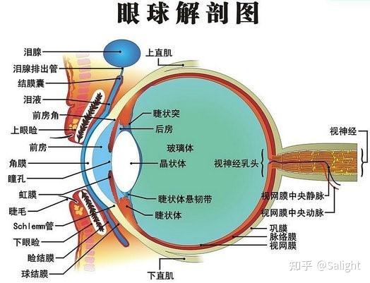 1.人眼工作原理