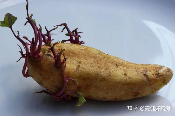 虽然和土豆一样都是含淀粉类的食物,但是紫薯和红薯发芽之后还是可以
