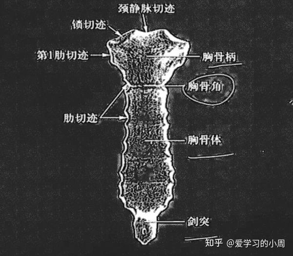 骨学总结汇总 - 知乎