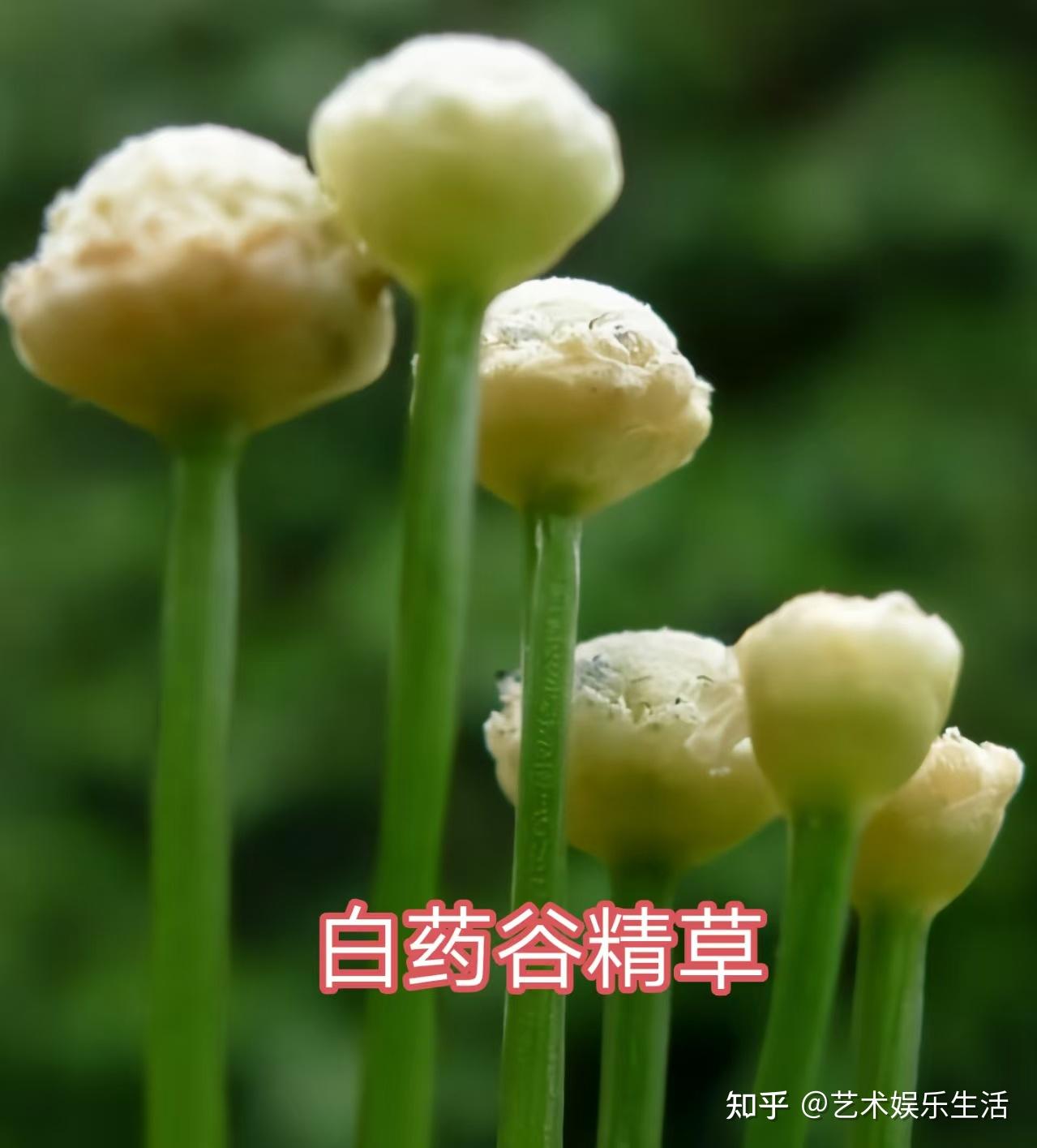 谷精草科的6种代表植物 - 知乎