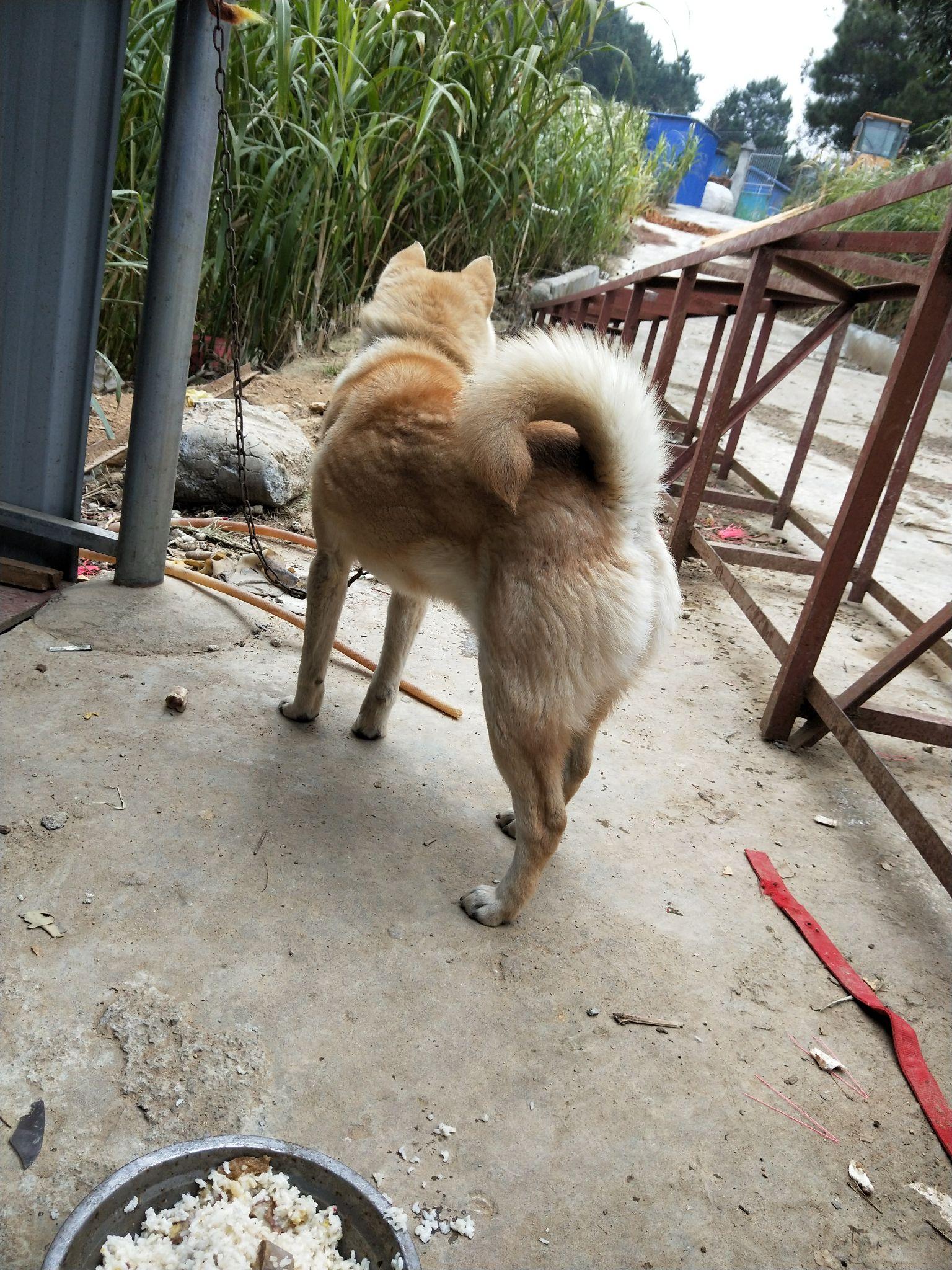 路过的时候就会躲在我后面想逃,现在一只手已经拉不动这只狗狗了哈哈