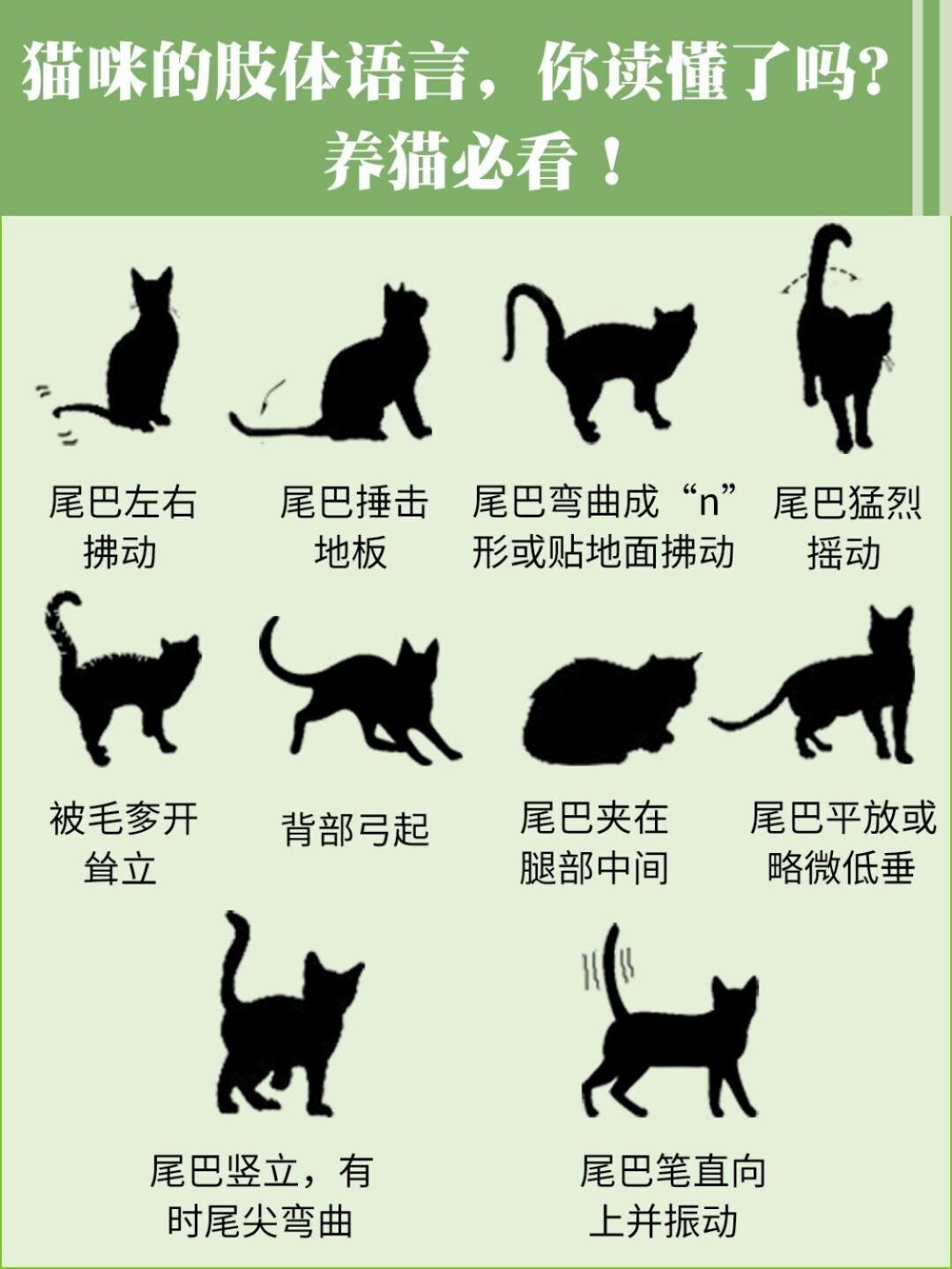 养猫必看 猫咪的这些肢体语言 你看懂了吗 知乎